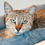 Pet of the Week